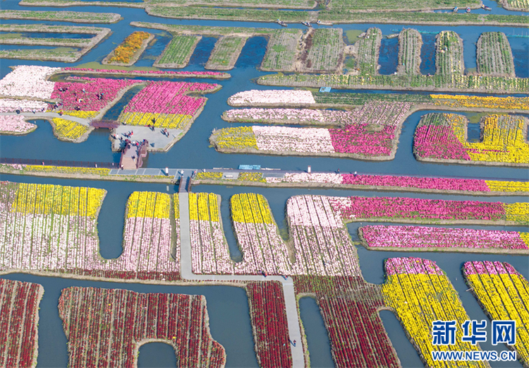 江蘇興化：菊花經濟助力鄉村振興