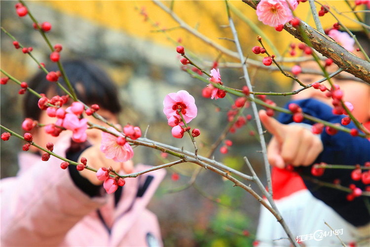 蘇州：梅花盛開喜迎春