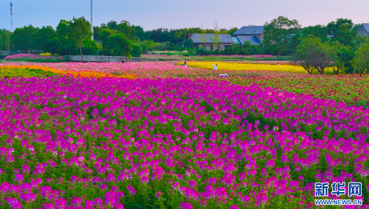 江蘇宿遷：絢麗花海迎客來