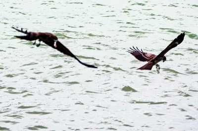 歷時20天南下 “黑鳶5號”回寧越冬