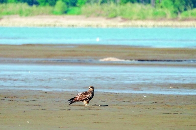 歷時20天南下 “黑鳶5號”回寧越冬