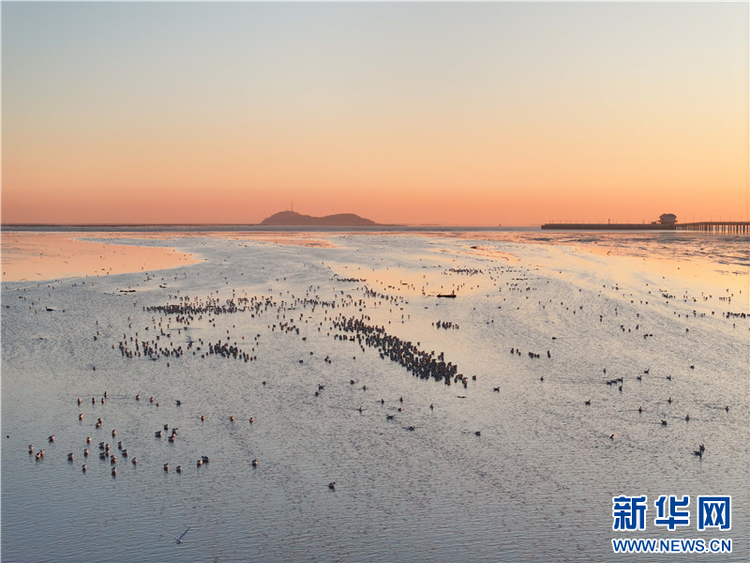 江蘇連雲港：越冬候鳥數量迎來高峰