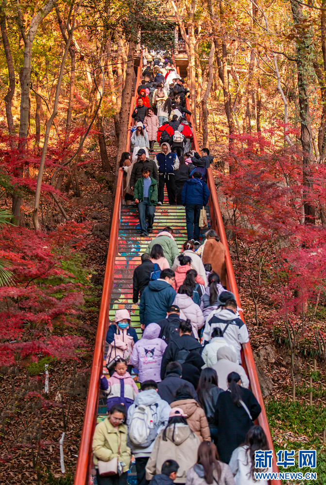 南京棲霞山的楓葉紅了 美如油畫