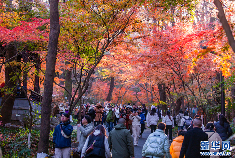 南京棲霞山的楓葉紅了 美如油畫