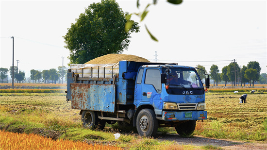 蘇州市相城區黃橋街道：“糧”辰美景又“稻”時候了