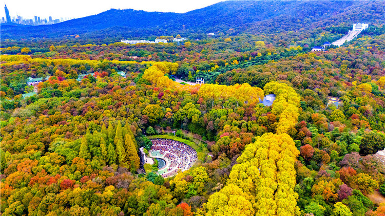 南京：初冬的鍾山風景區美如仙境