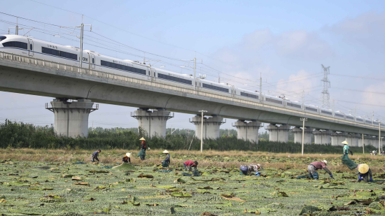 淮安市淮安區：聚焦芡實産業 繪就鄉村振興新畫卷