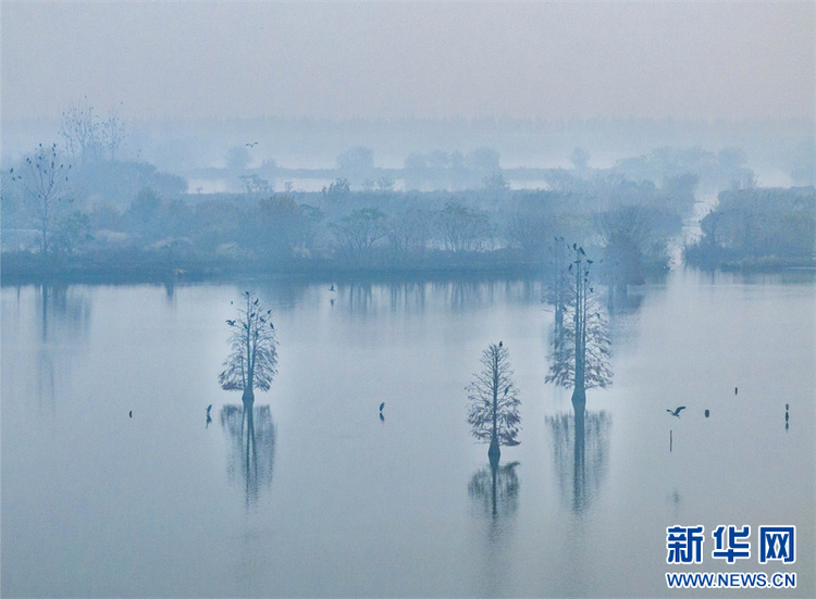 江蘇興化：濕地候鳥舞翩躚