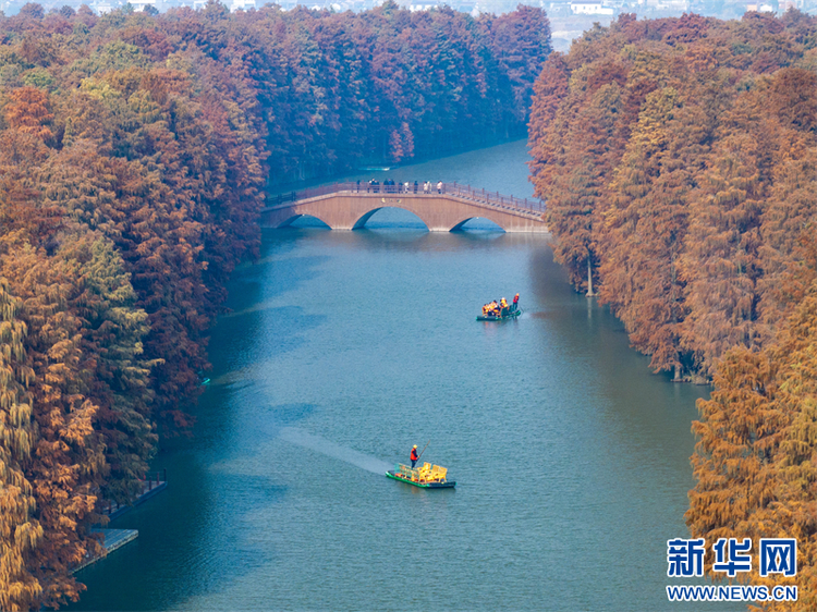 江蘇興化：水上森林冬景如畫