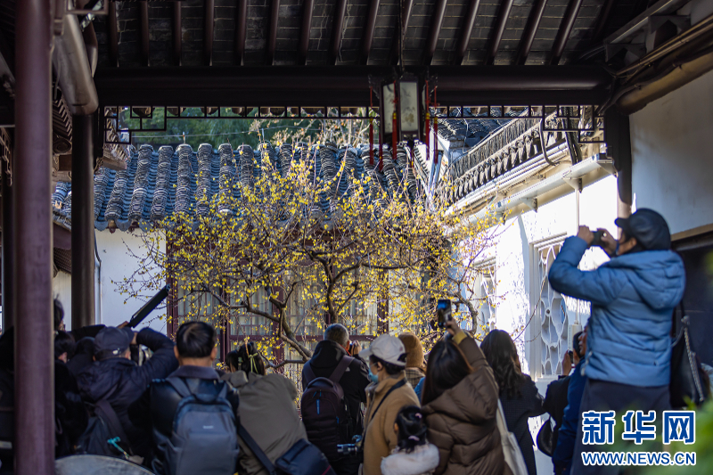 南京瞻園：蠟梅與古典園林繪就中式美學畫卷