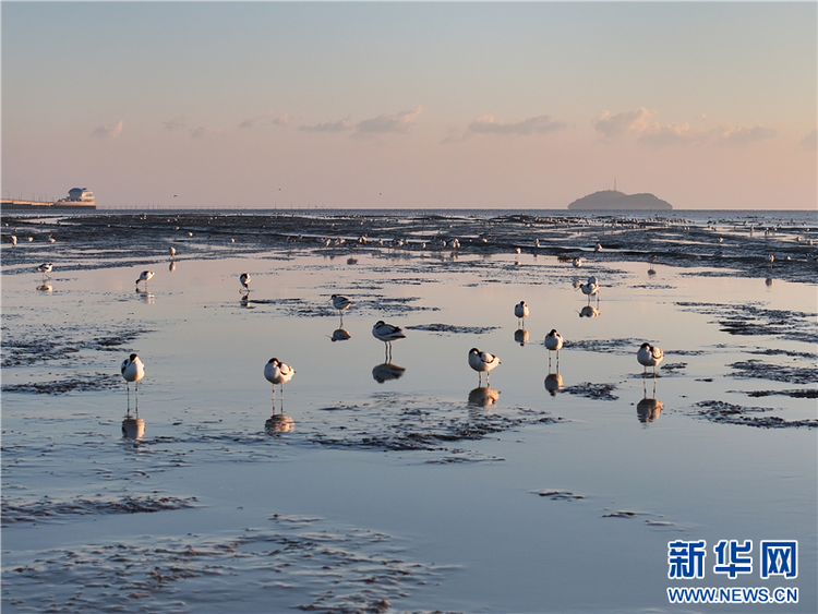 江蘇連雲港海州灣畔鳥兒歡