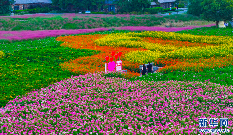 江蘇宿遷：絢麗花海迎客來