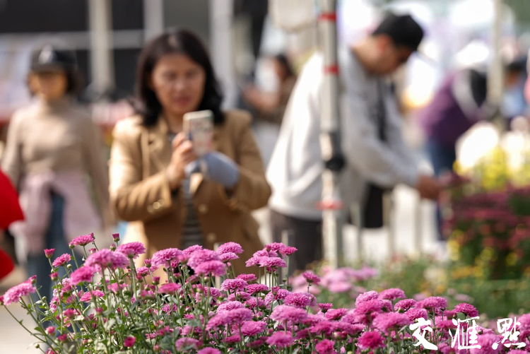 南京：菊花盛開迎客來