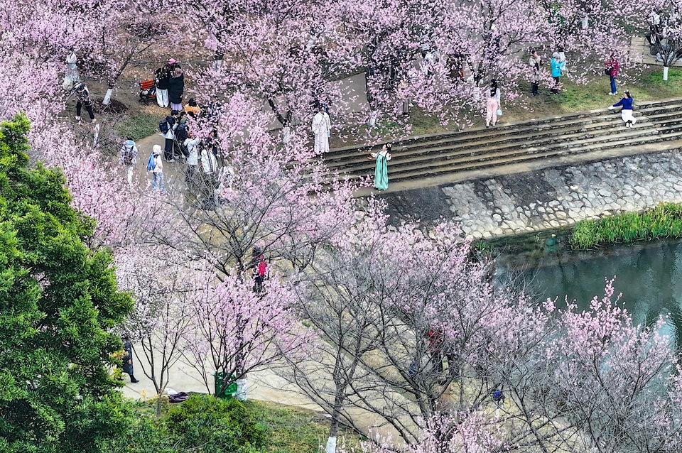 南京中山植物園迎來最美賞櫻季