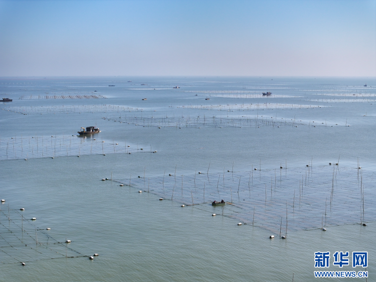 江蘇連雲港：“海上菜園”管護忙