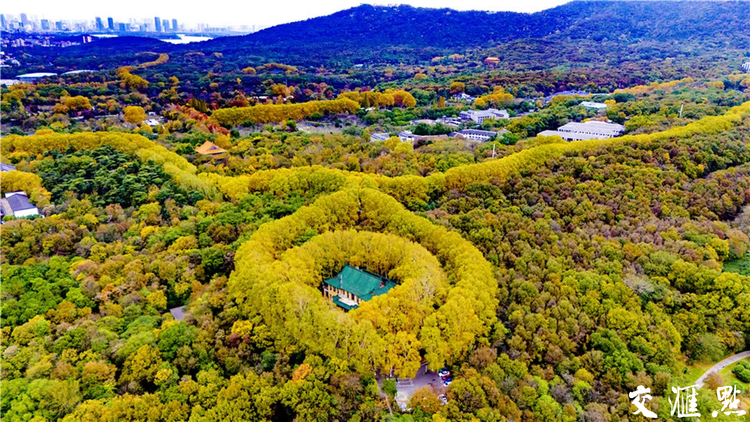 南京：初冬的鍾山風景區美如仙境