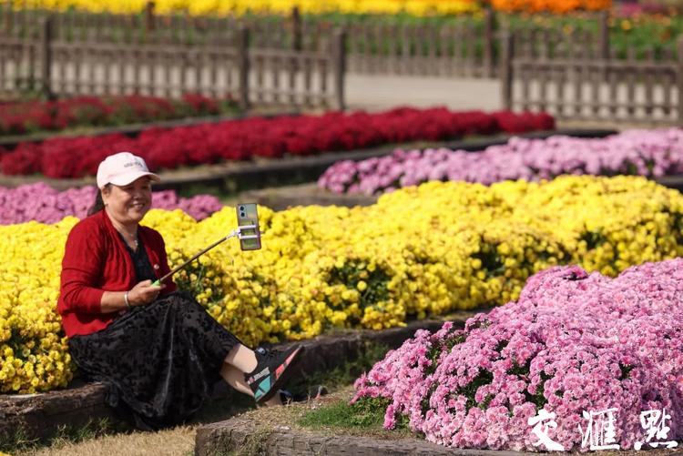 南京：菊花盛開迎客來