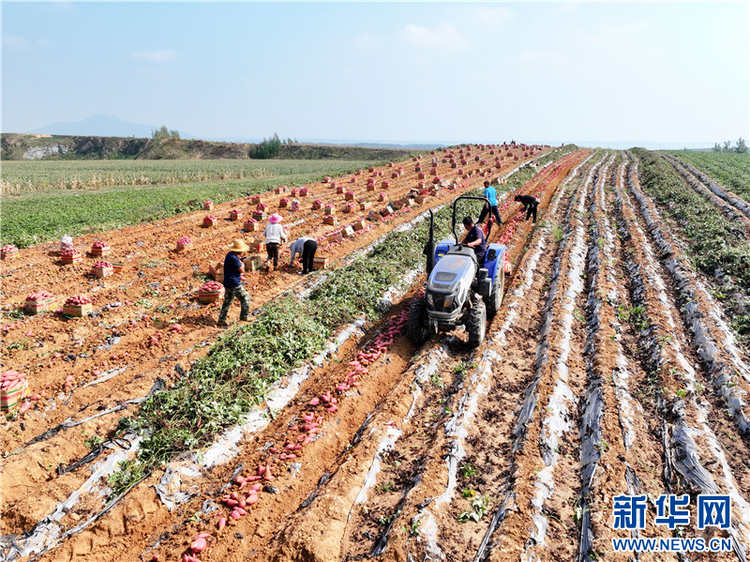 江蘇連雲港：紅薯喜豐收 “甜”地收穫忙