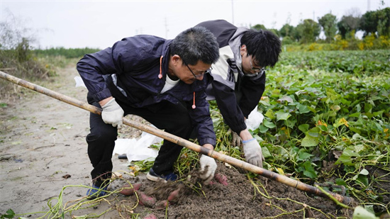 南通如東：科技賦能鹽鹼地 昔日“不毛之地”變身“新糧倉”