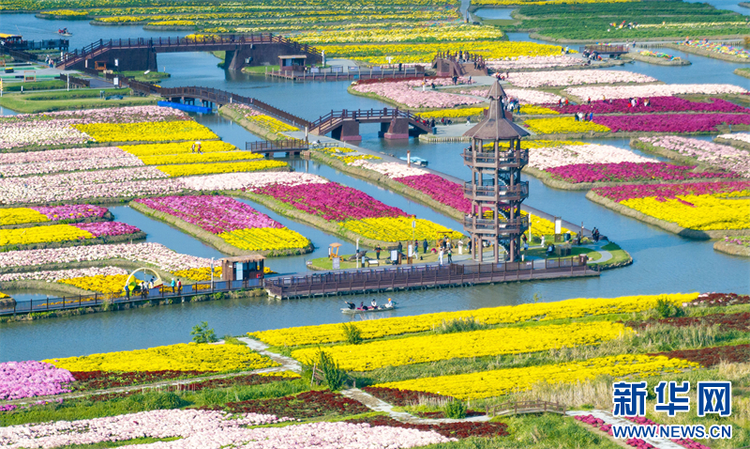 江蘇興化：菊花經濟助力鄉村振興