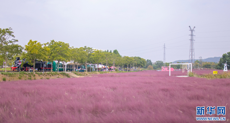 粉黛花海盛開 邂逅秋日浪漫