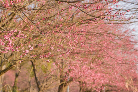 早春賞梅正當時 相城黃橋梅花園競相綻放_fororder_圖片 3