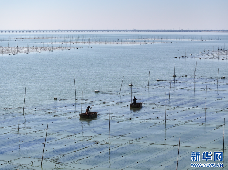 江蘇連雲港：“海上菜園”管護忙