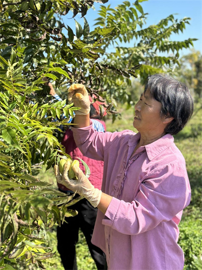 淮安市蘇嘴鎮北季村：金秋好“豐”景 碧根果進入采收期