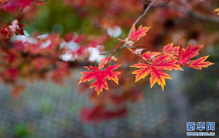 南京：紅楓大道迎來最美紅葉季