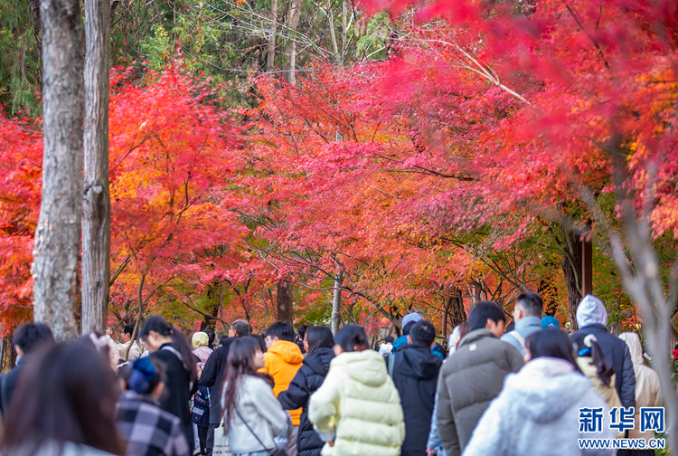 南京棲霞山的楓葉紅了 美如油畫