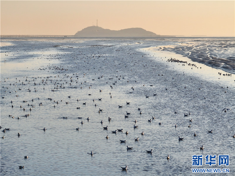 江蘇連雲港：越冬候鳥數量迎來高峰