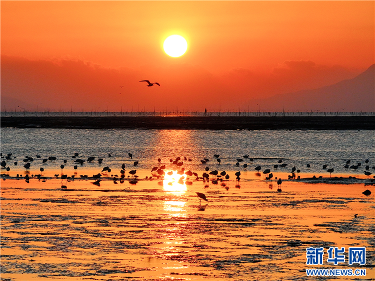 江蘇連雲港海州灣畔鳥兒歡