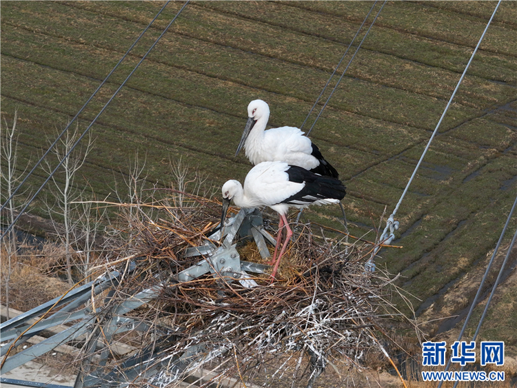 江蘇連雲港：東方白鸛築巢高壓鐵塔_fororder_20250226_091129_005