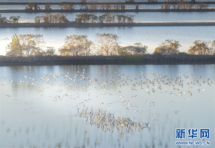 江蘇興化：生態濕地 候鳥樂園