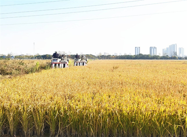 “橋”見“豐”景 淮安清江浦區蘇北糧倉收割忙