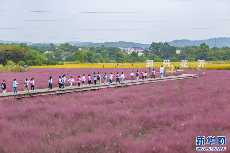 粉黛花海盛開 邂逅秋日浪漫