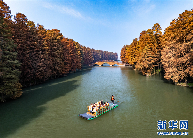 江蘇興化：水上森林冬景如畫