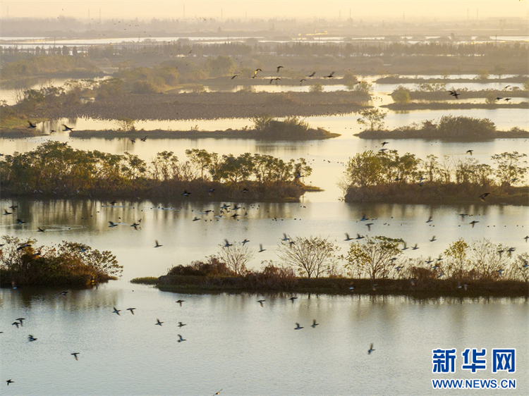 江蘇興化：生態濕地 候鳥樂園