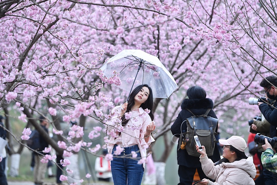 南京中山植物園迎來最美賞櫻季