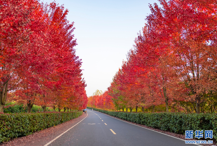 南京：紅楓大道迎來最美紅葉季