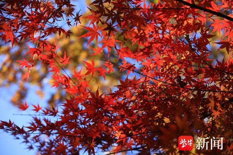 南京棲霞山、植物園紅楓崗迎來最佳觀賞期