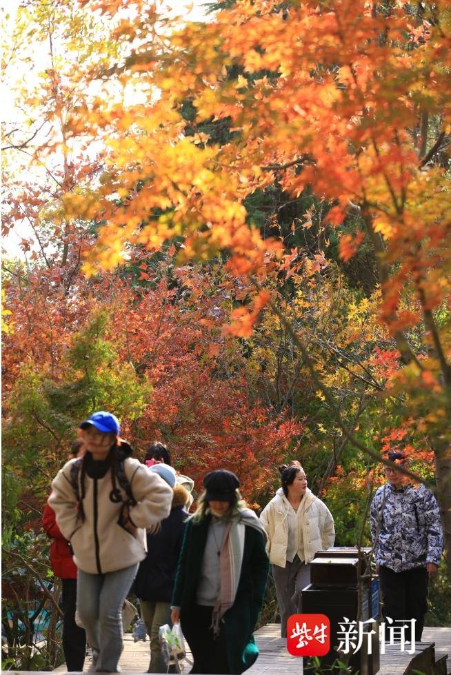 南京棲霞山、植物園紅楓崗迎來最佳觀賞期