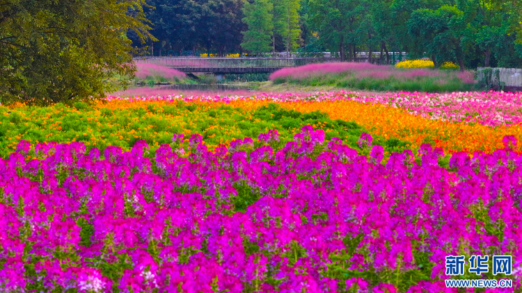 江蘇宿遷：絢麗花海迎客來