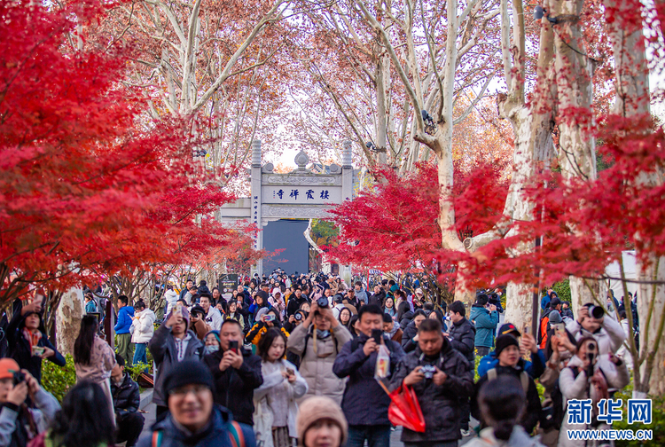 南京棲霞山的楓葉紅了 美如油畫