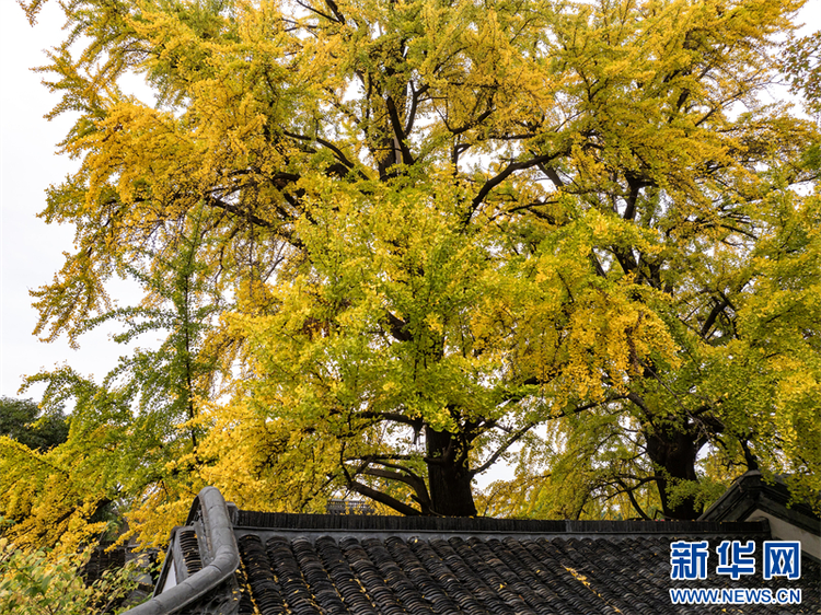 江蘇揚州：銀杏金黃醉遊人