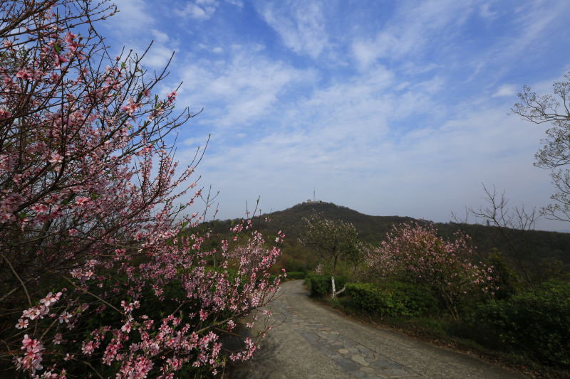 (供稿 旅遊列表 三吳大地南京 移動版)2019棲霞山“山·寺·桃花”節啟動