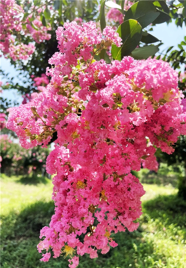 江蘇中華珍奇紫薇文化園盛夏花團錦簇 獨佔芳菲