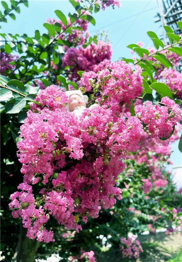 江蘇中華珍奇紫薇文化園盛夏花團錦簇 獨佔芳菲