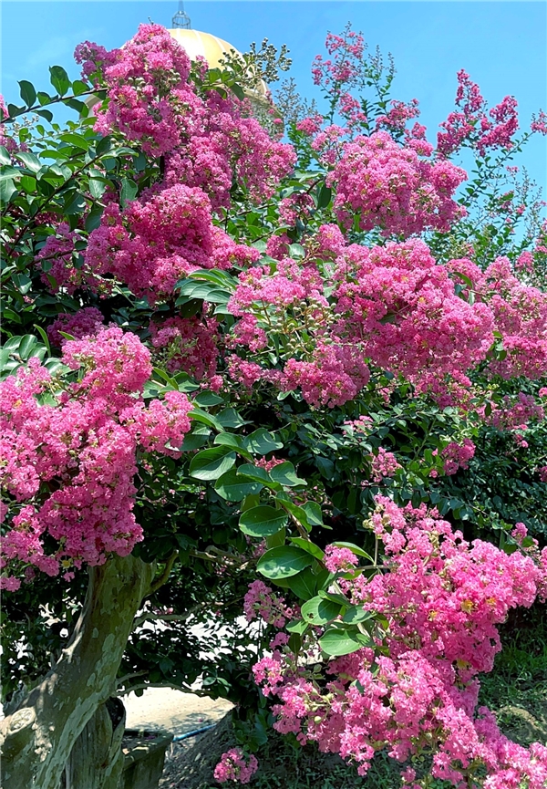 江蘇中華珍奇紫薇文化園盛夏花團錦簇 獨佔芳菲