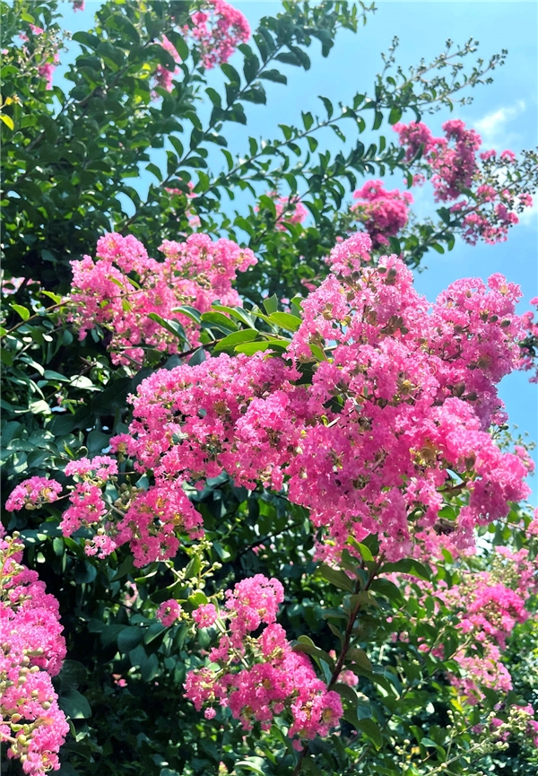 江蘇中華珍奇紫薇文化園盛夏花團錦簇 獨佔芳菲